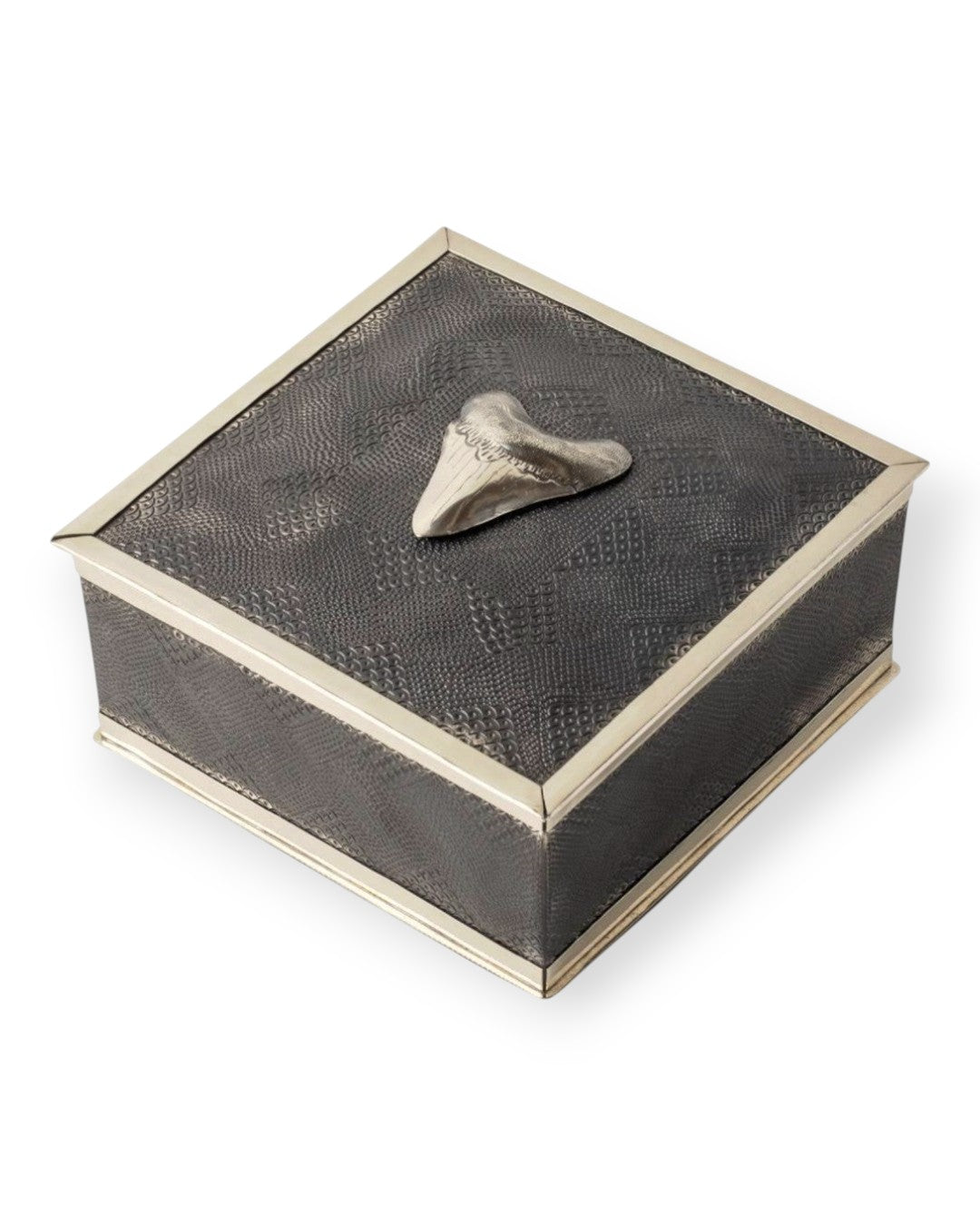 Megalodon Shark Tooth Keepsake Box