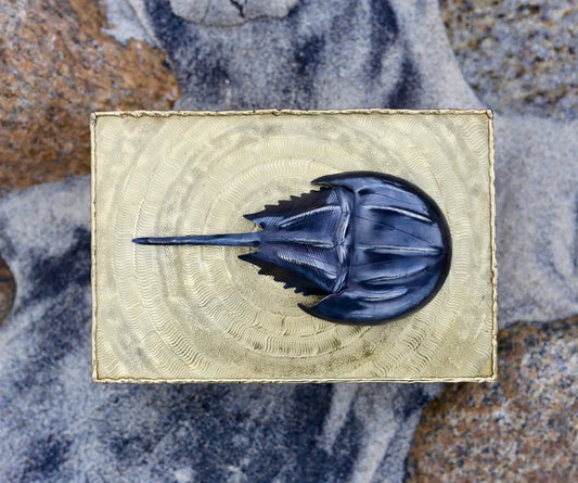 Horseshoe Crab Box