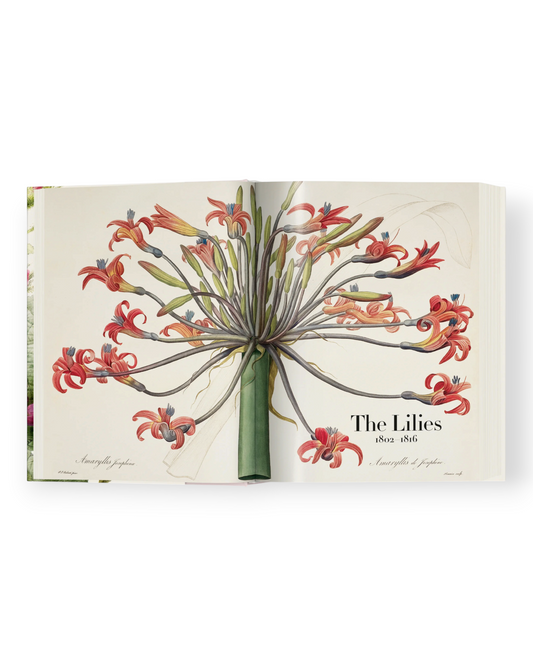 Birdie by Nina Liddle Design The Book of Flowers open to a detailed botanical illustration of red Amaryllis lilies.
